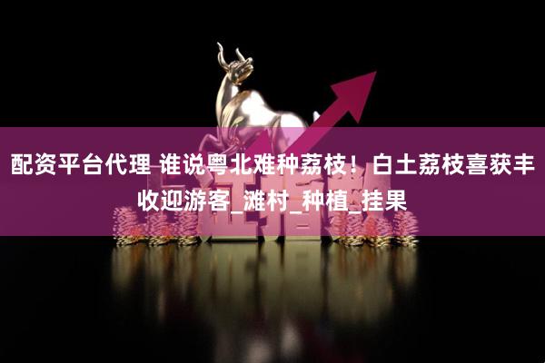 配资平台代理 谁说粤北难种荔枝！白土荔枝喜获丰收迎游客_滩村_种植_挂果